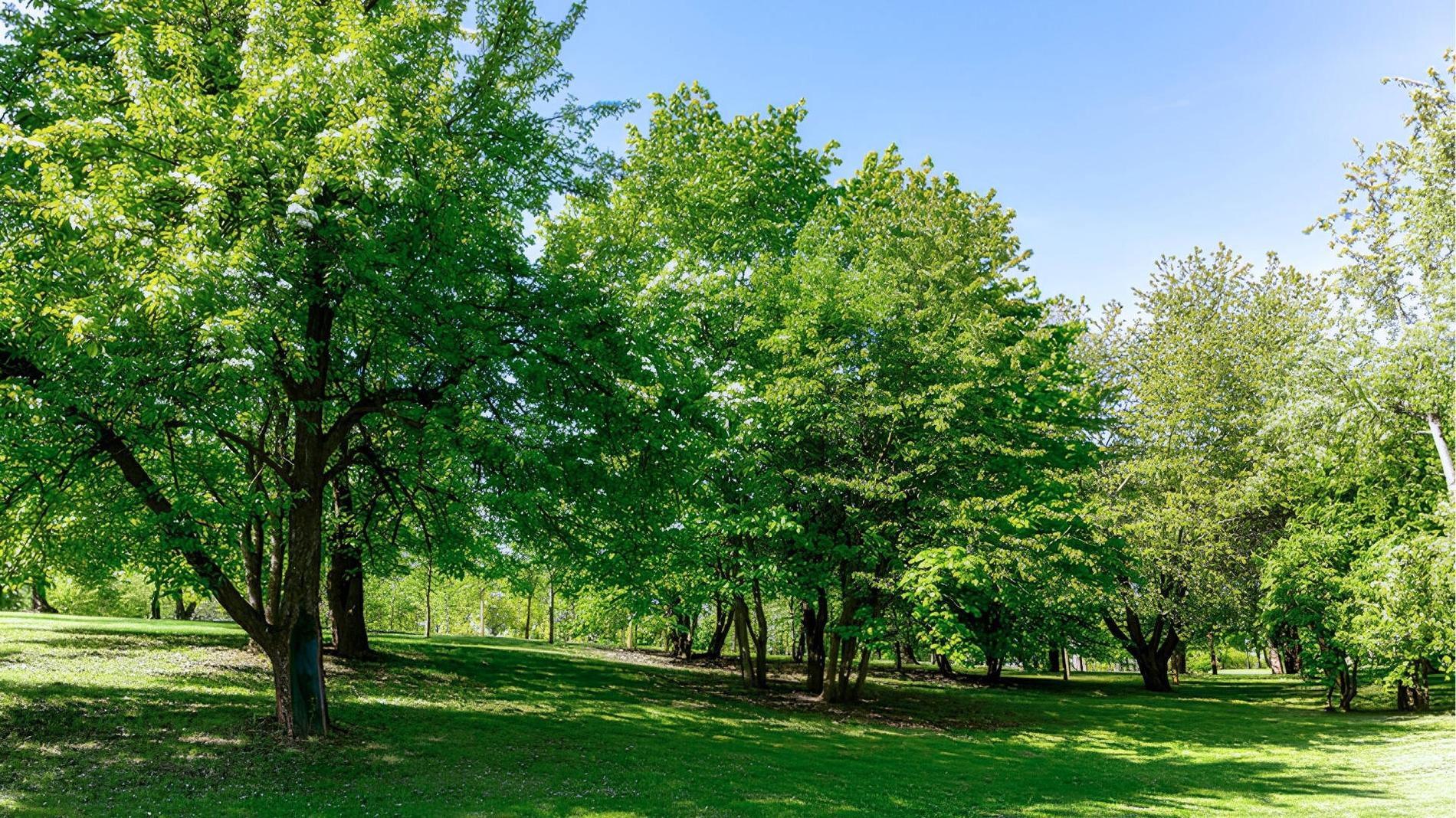 A Guide to the Best Parks and Green Spaces in Coventry