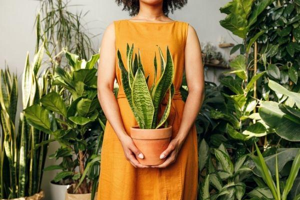 How to Look After Your Houseplants at Uni