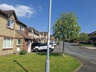 Acorn Grove, Roath