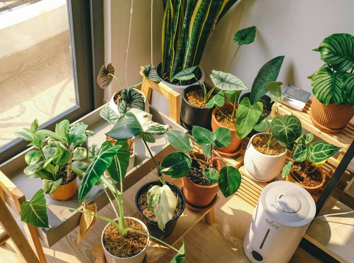 The Easiest Houseplants to Look After for Students