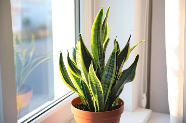 The best houseplants to have as a student and how to take care of them