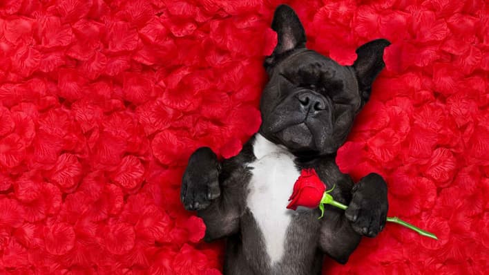 The Best Ways to Do Valentine`s Day on A Budget